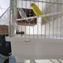 طيور بادجي هولندي للببع