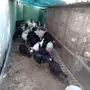ديك رومي للبيع الاحساء