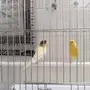 زوج كاري للبيع أو بدل روز أليف 