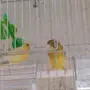زوج كناري للبيع