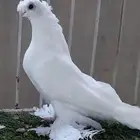 أوزبك ( تم البيع )