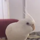 طير كروان مفقود