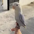 فرخ روز هدد خارجي
