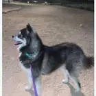 للبيع كلب اليف