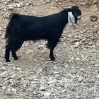 تيس فحل صنف