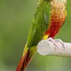 ضائع طير كنيور اخضر