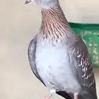 حمام ابو جفن زوجين شرط صح كفو انتاج محميه