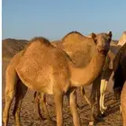 بكره بنت قناد الاحيمر للبيع