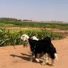 مشروع نجدي فاخر صنف