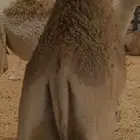 حاشي قصب للبيع
