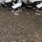 بط بح للبيع العدد3