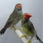 جوز ستار فينش
