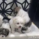 كلاب مالتيز للبيع