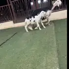 نجديه خلفه