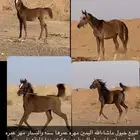 مهره ومهر البيع سمح
