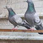 تم البيع . العرض الثالث 6 ازواج كواسير منتجة - حمام باكستاني