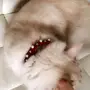 قطه شيرازية للبيع 