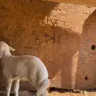 رخل حريه طيبه داغور.