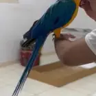 مكاو بلو اند قولد اليف هدد