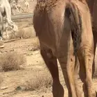 للبيع حورا عمره 8شهور