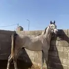 مهر للبيع