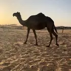 ناقه مجهم لقحه