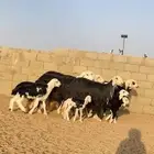 رخال نجد خلفات العدد 5 ت 5