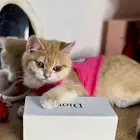 قطو سكوتش بيور من أهالي سكوتش بيور للبيع