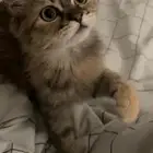 قط انثى للتبني