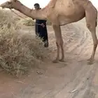 بكره حره باقي المعلومات علي الاتصل