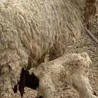 ضان . نعجه نعيميه والد