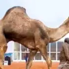 مطلوب مطلوب لقحات او ضرايب