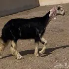 رخال نجد صنف بفحلها. ( تم. البيع )