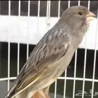 حسون طايفي