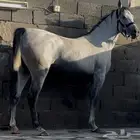 خيل