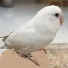 طير روز مفقود حي طيبة الدمام البينو ابيض وعيونه حمراء