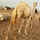 عشرا للبيع بدون ولدها