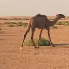 قعود حاشي قصب حوار