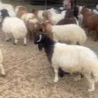 خرفان نعيمي اردني مرابي شهرين 57راس