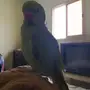 ببغاء دره تحت الترويض