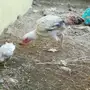 دجاجه فارسي