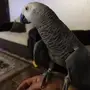 كاسكو هدد للببيع 