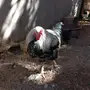 ديك هجين براهما