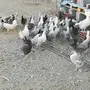 دجاج فيومي مشكل