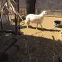 فحل كفو للبيع