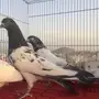 جوز باكستاني للبيع