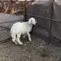 رخله لبنيه للكشته 