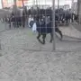 ضأن ومعزا للبيع الغنم طيبة للقاني عاجل جدا