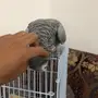 ببغاء كاسكو للبيع