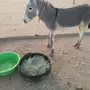 حمار بوجه العدو للبيع 